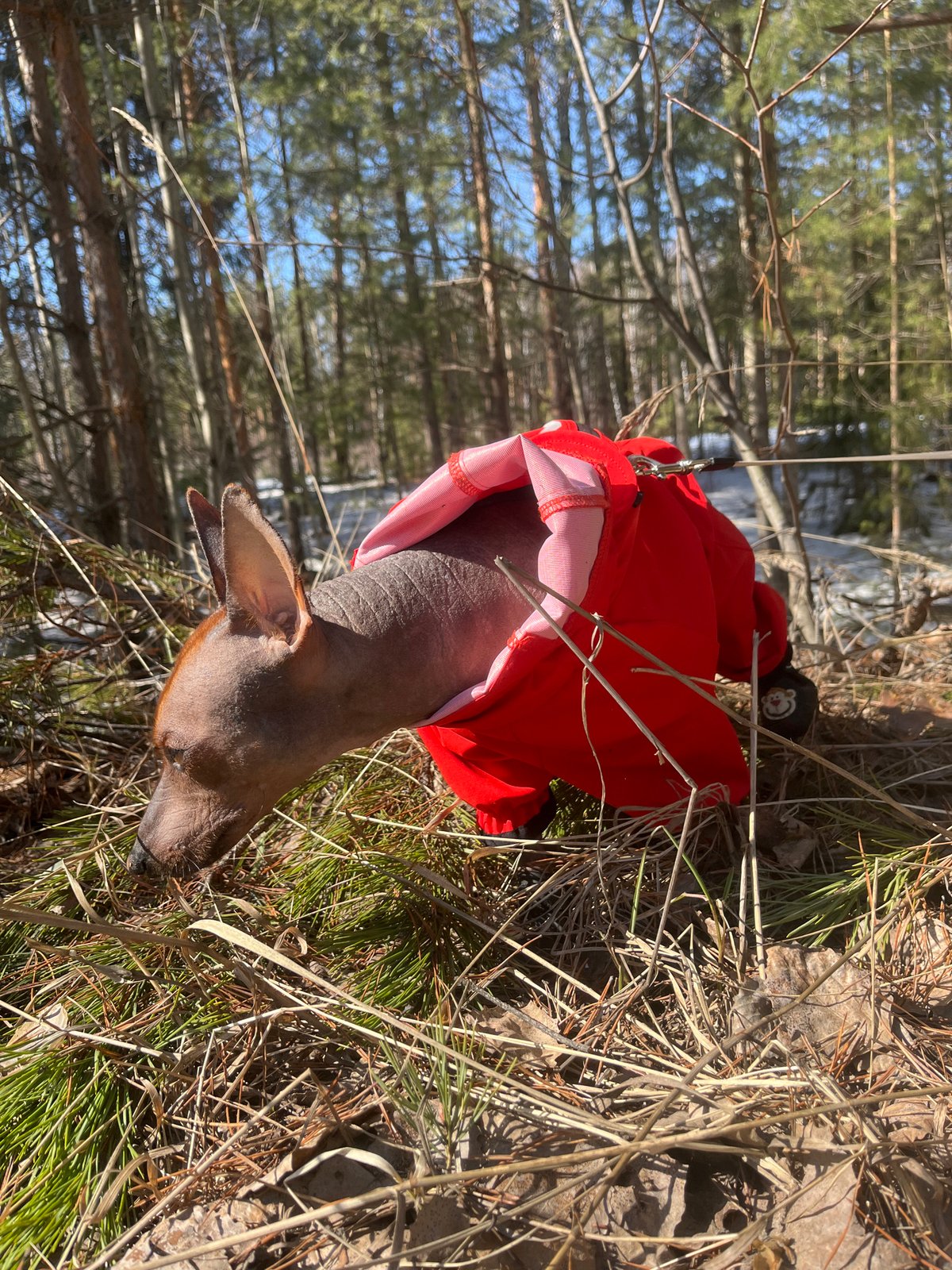 Dog walker with hairless pet observed in Chaikovsky forest