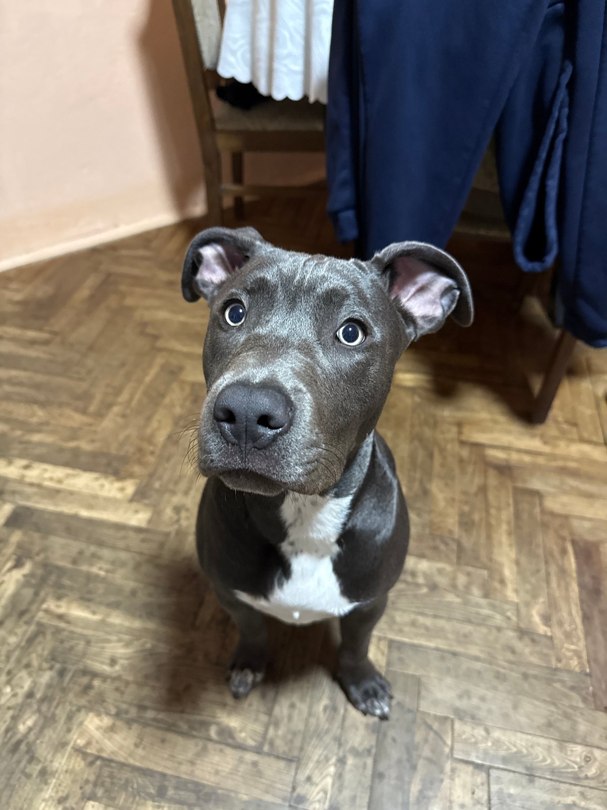 Pit bull dog photographed on parquet floor in Varna