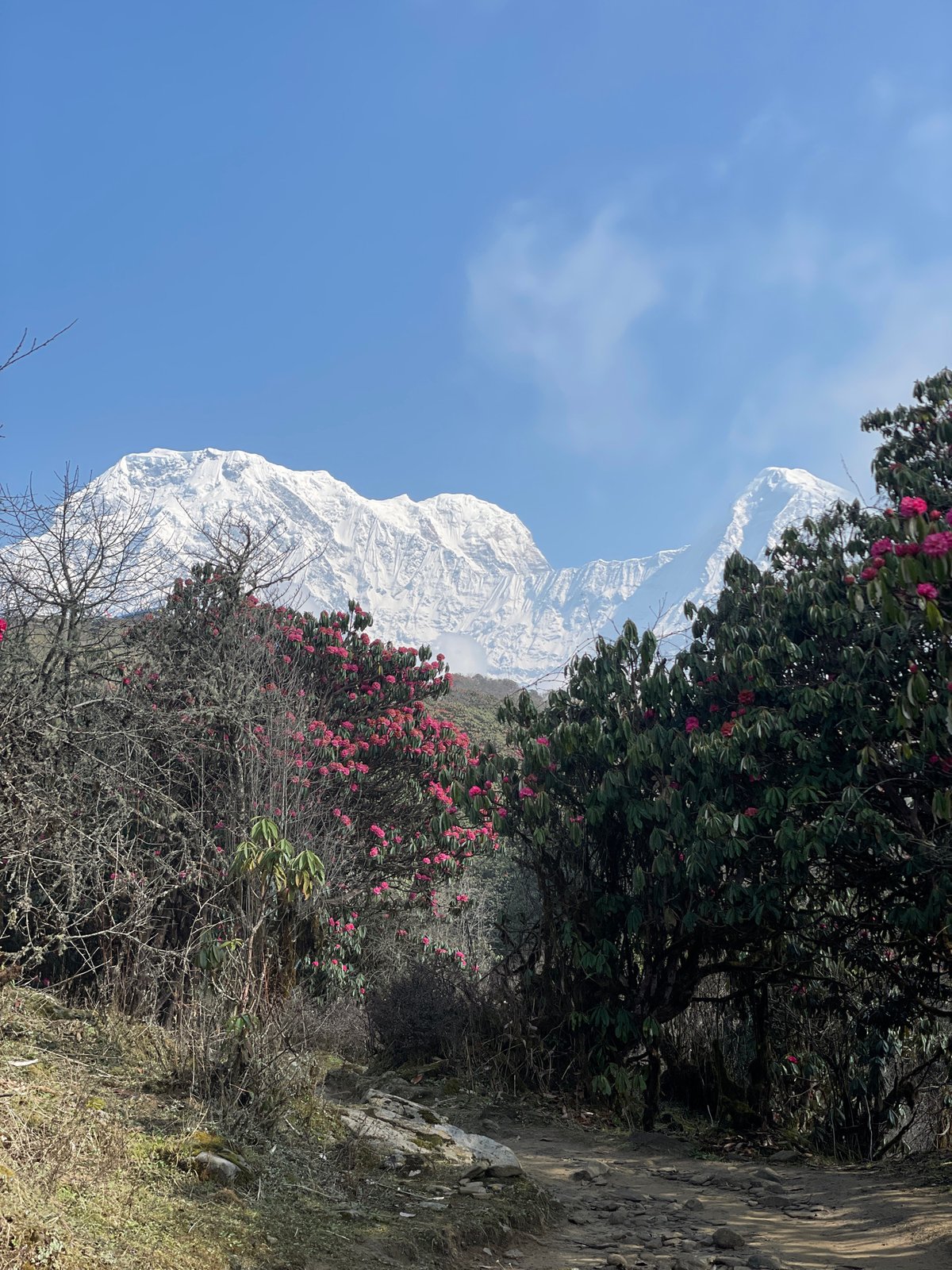 Mountain trail activity documented in Nepal's rhododendron season