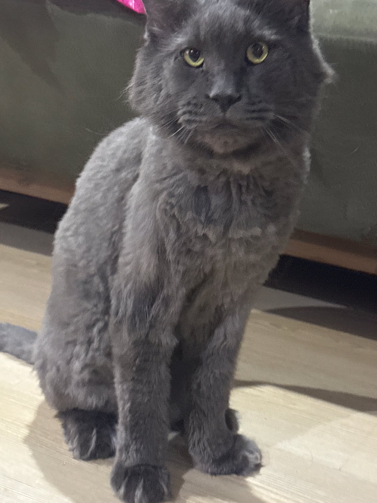 Cats observed lounging in Gölbaşı home during evening hours