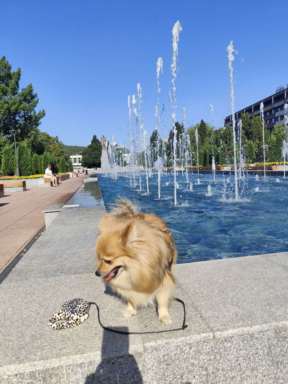 Pomeranian explores Montana, Bulgaria's central park and fountain