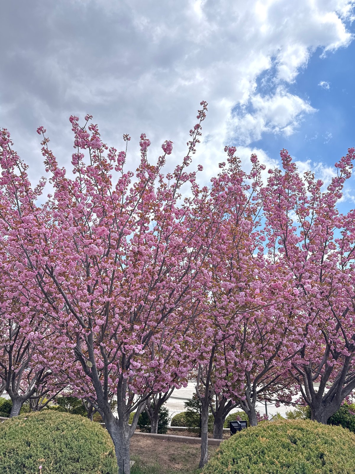 Spring day captures young people enjoying cherry blossoms in Guta