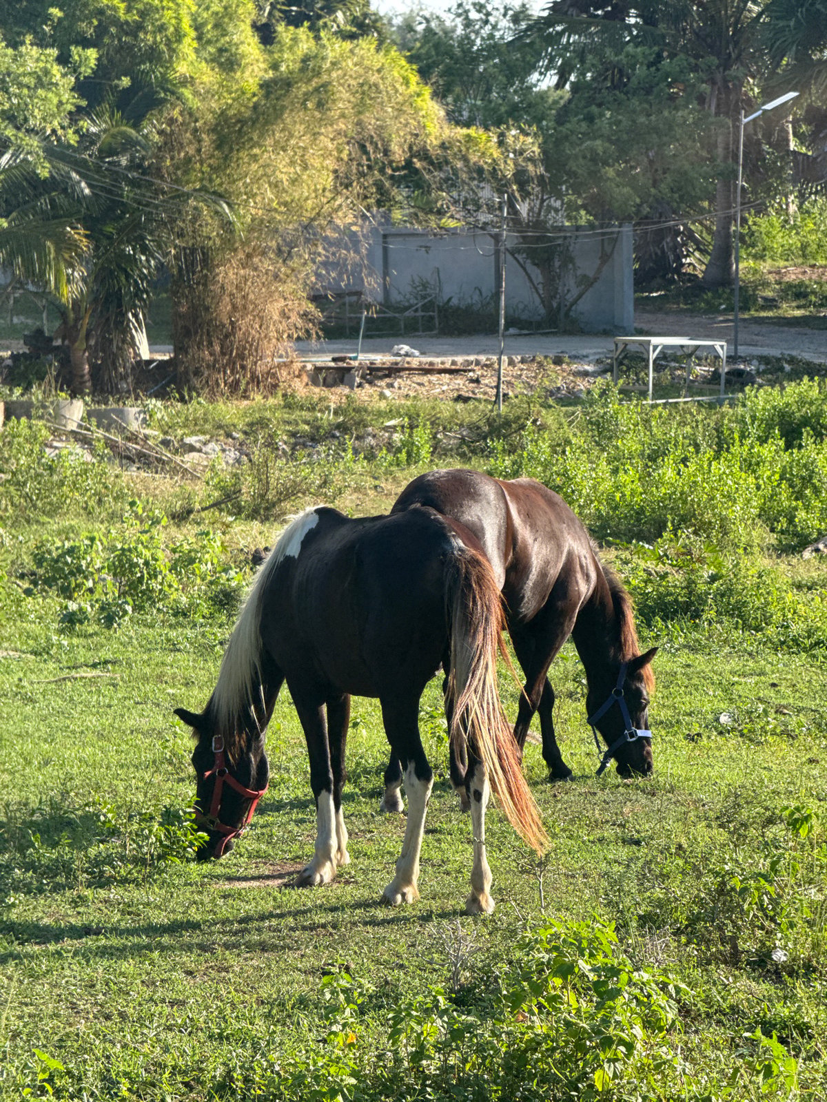 Horses and cattle graze in open fields on Koh Samui