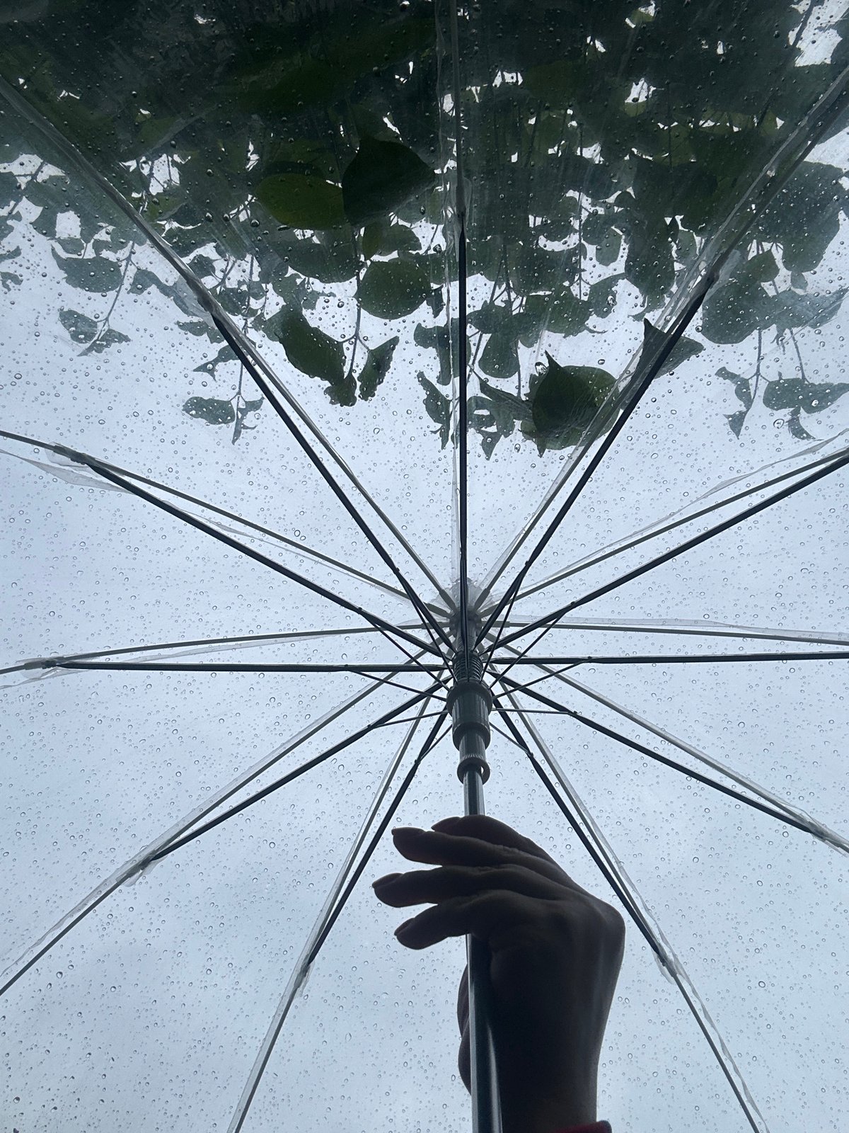 Rainy afternoon documented through gardens and streets in Krefeld