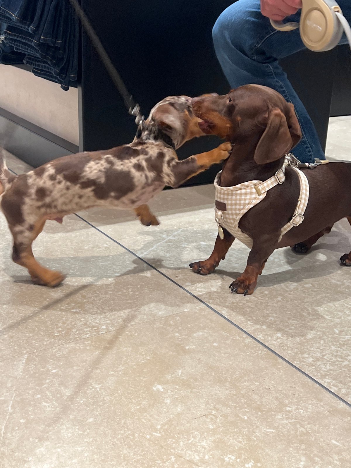 Two dachshunds meet inside a Bilbao retail store