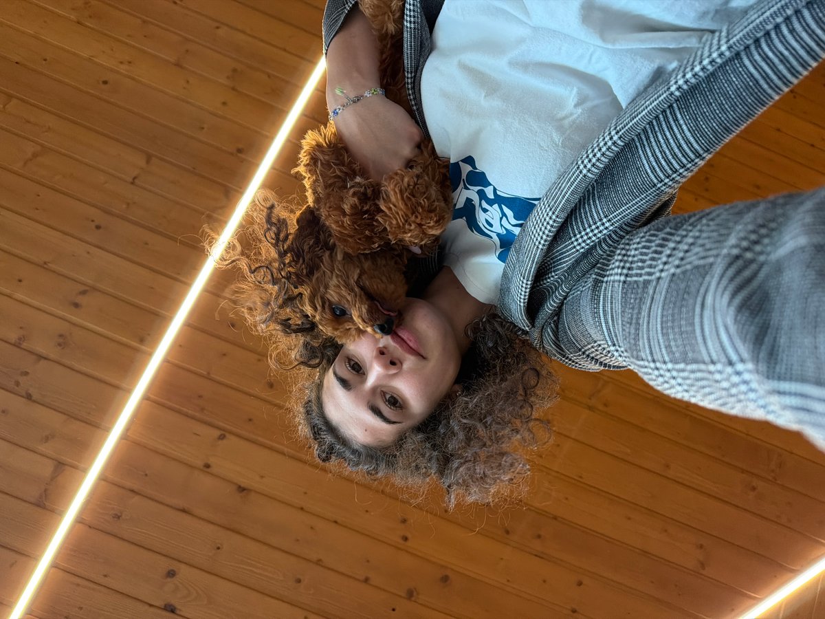 Playful poodle bouncing around indoors in Sofia