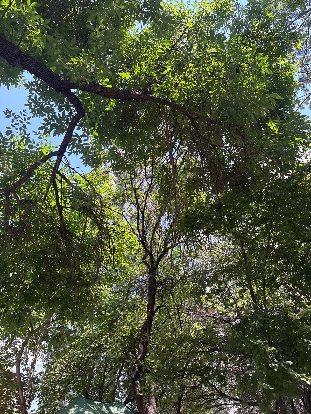 Summer morning under the trees in Plovdiv