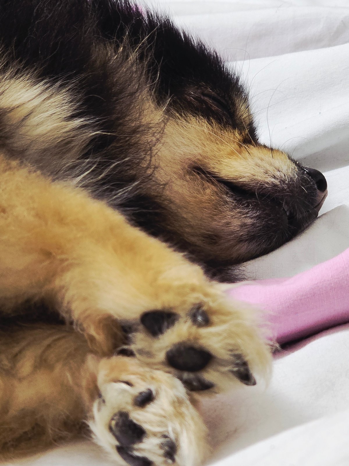 Pet owner documents sleeping dog during quiet evening in Khimki