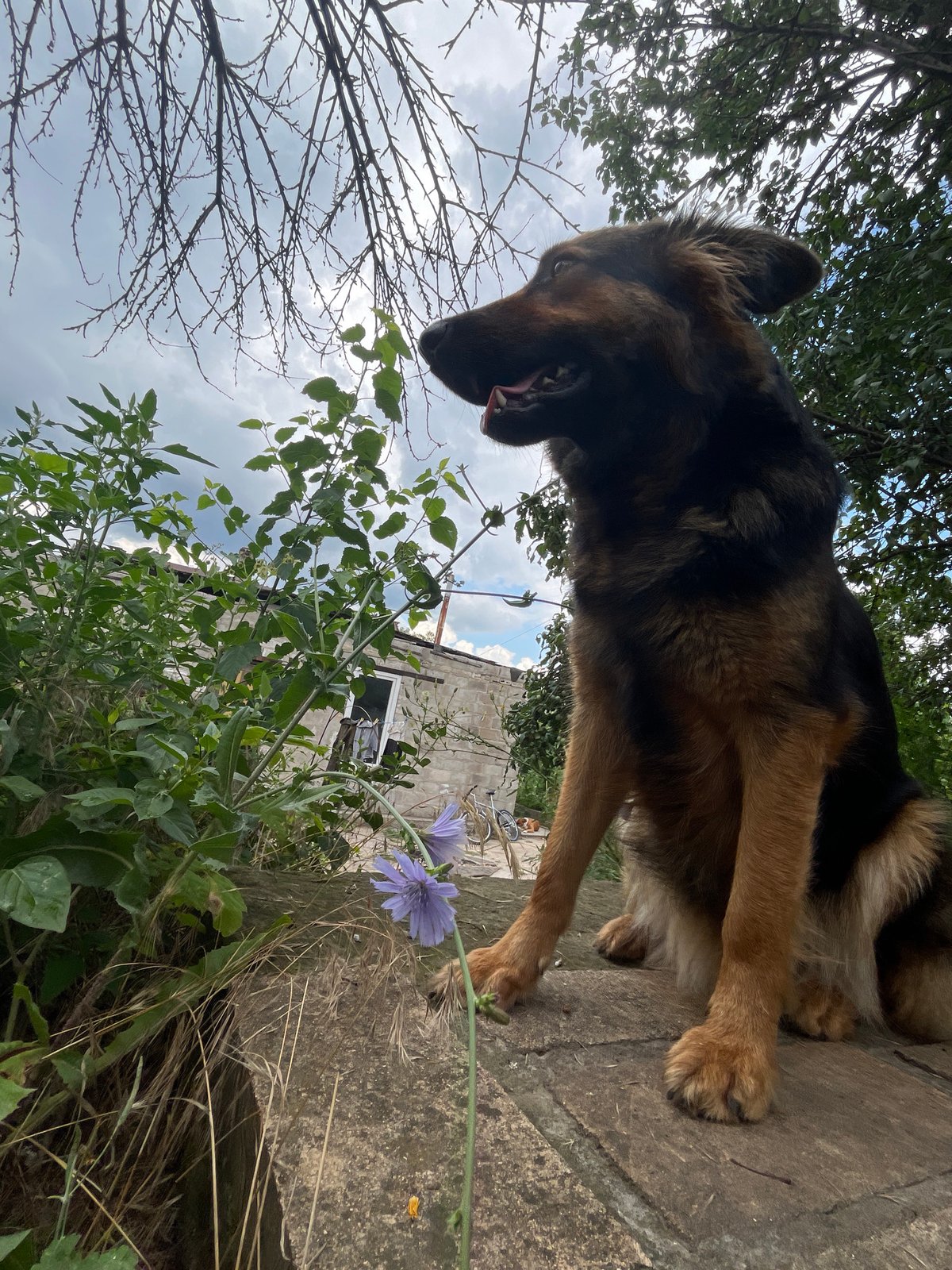 Summer yard life in Dnipro: a dog, wild plants, and garden work