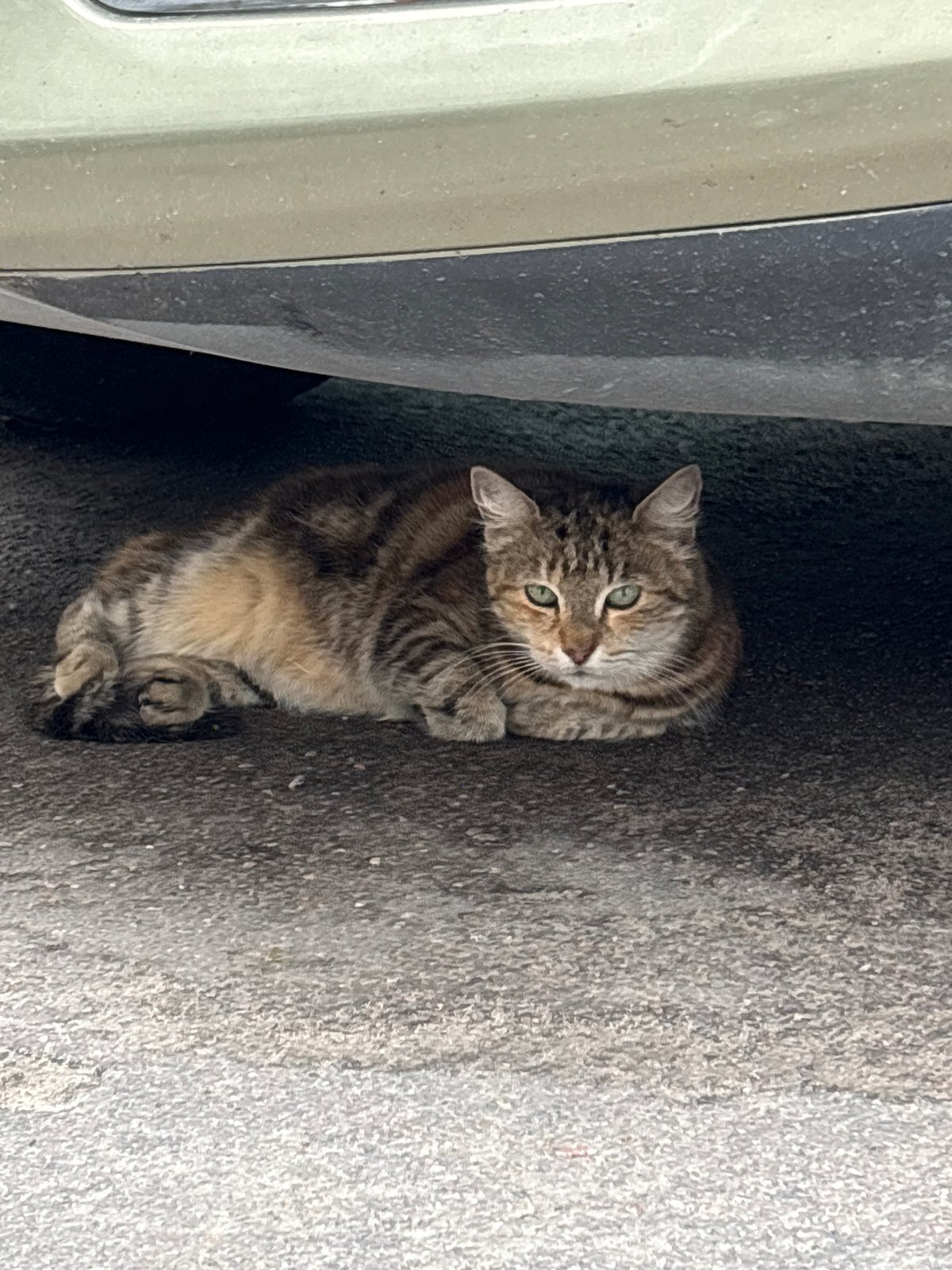 Tabby cat naps under parked SUV on Saint Petersburg street