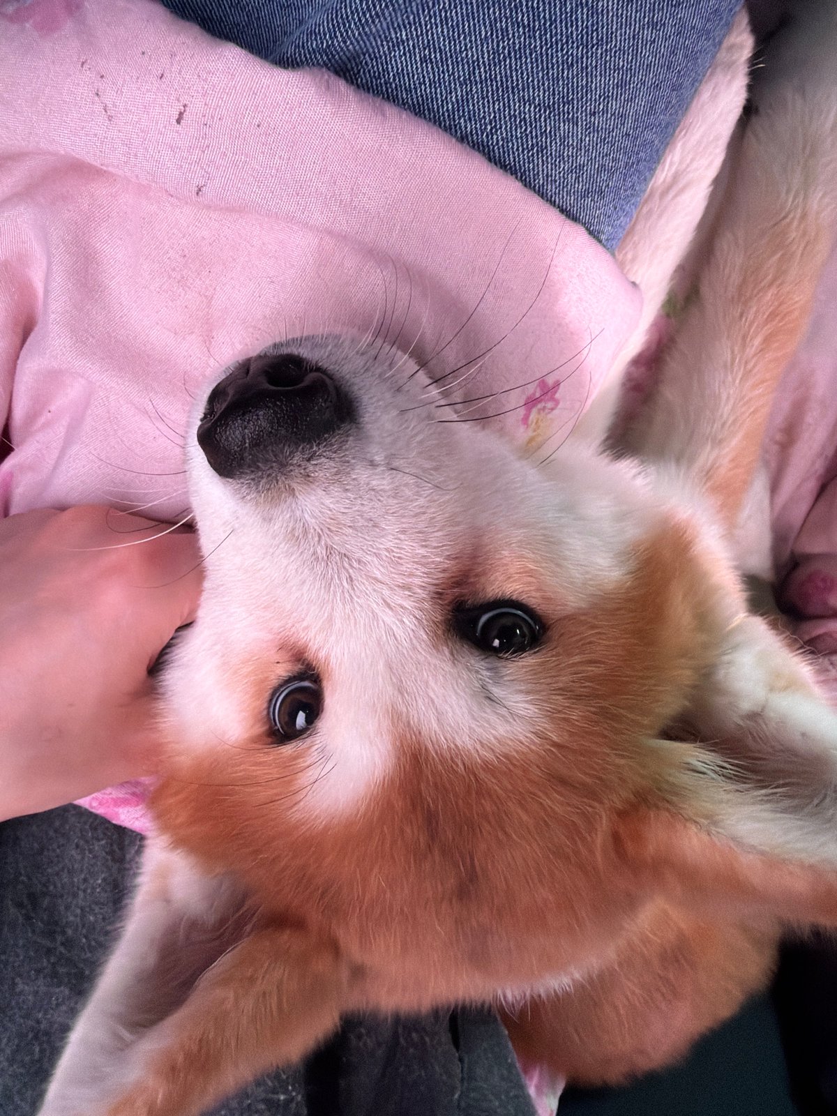 Quiet moments captured across Russia: puppy and driver