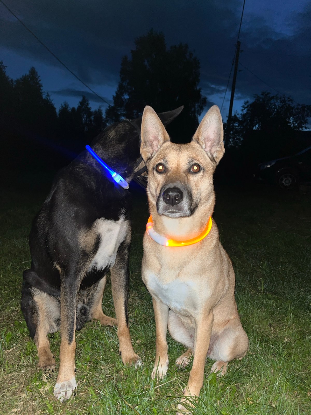 Dogs with glowing collars hang out at a Nizhny Tagil home
