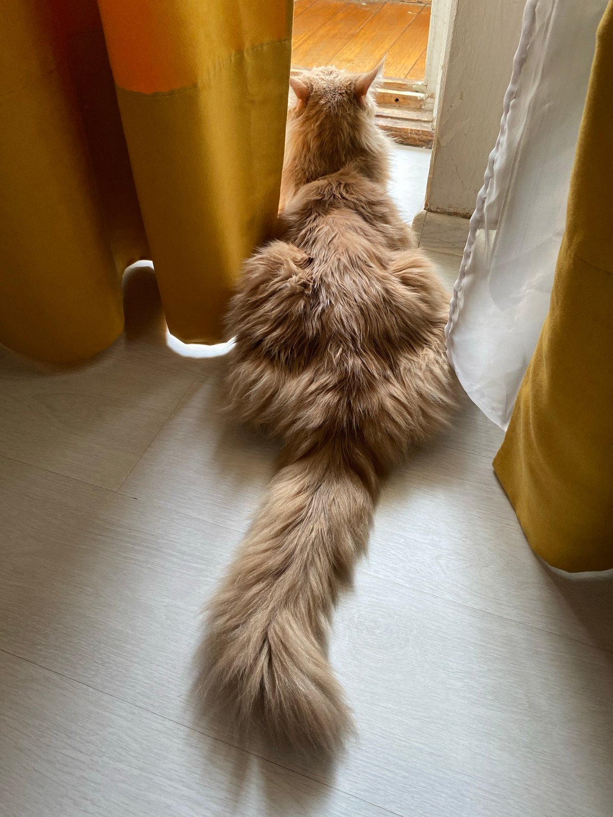 Early morning domestic life captured across Chaikovsky, Russia