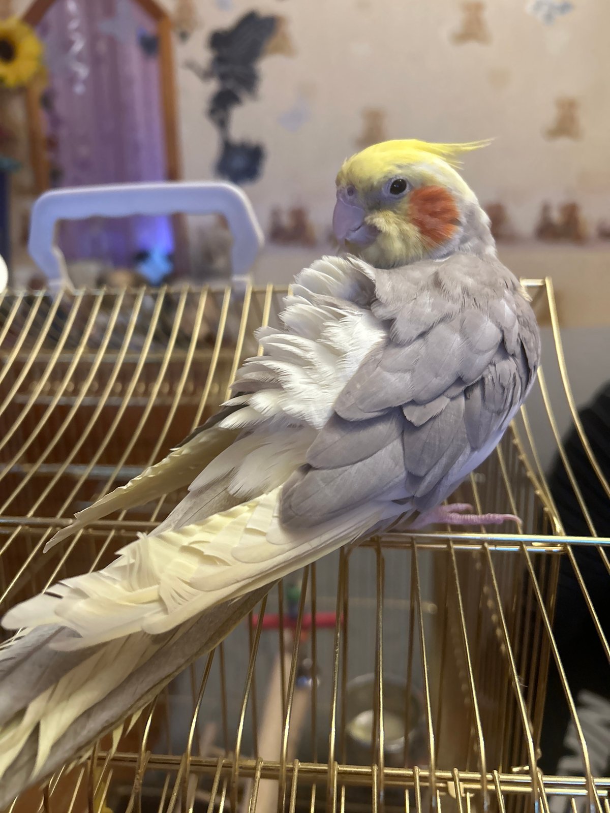 Sofia resident documents evening pet care and dinner preparation