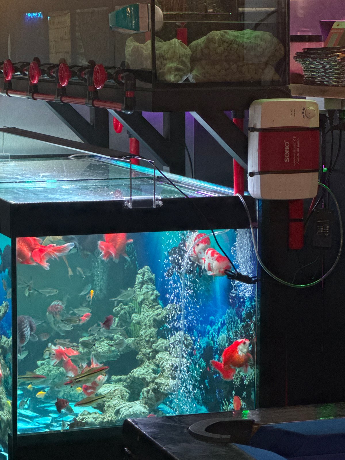 Indoor aquarium and recreational space observed during midday period