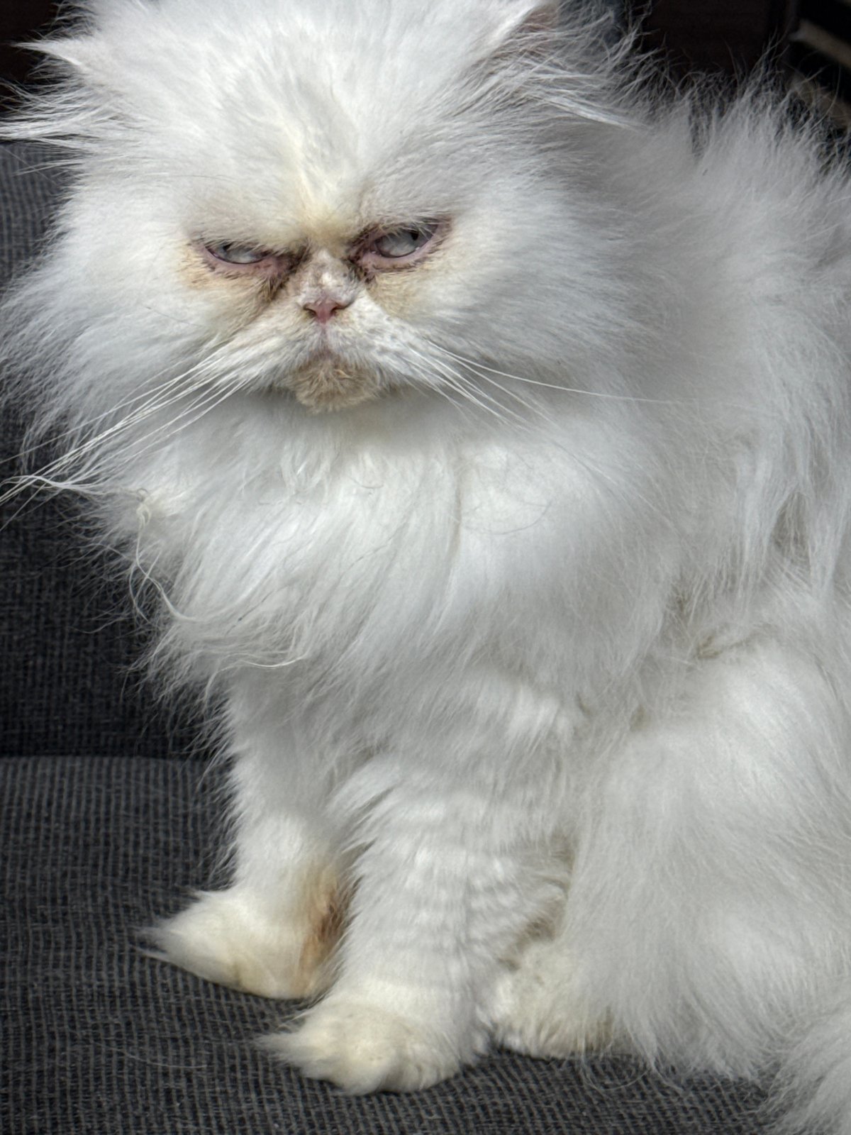 White Persian cat spotted resting around Burgas, Bulgaria
