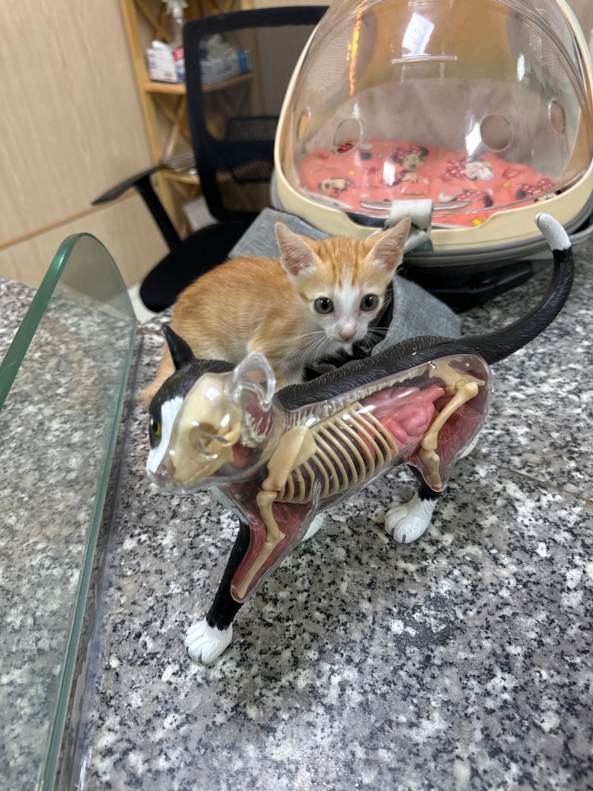 Kitten visits veterinary clinic with anatomical models in Vietnam