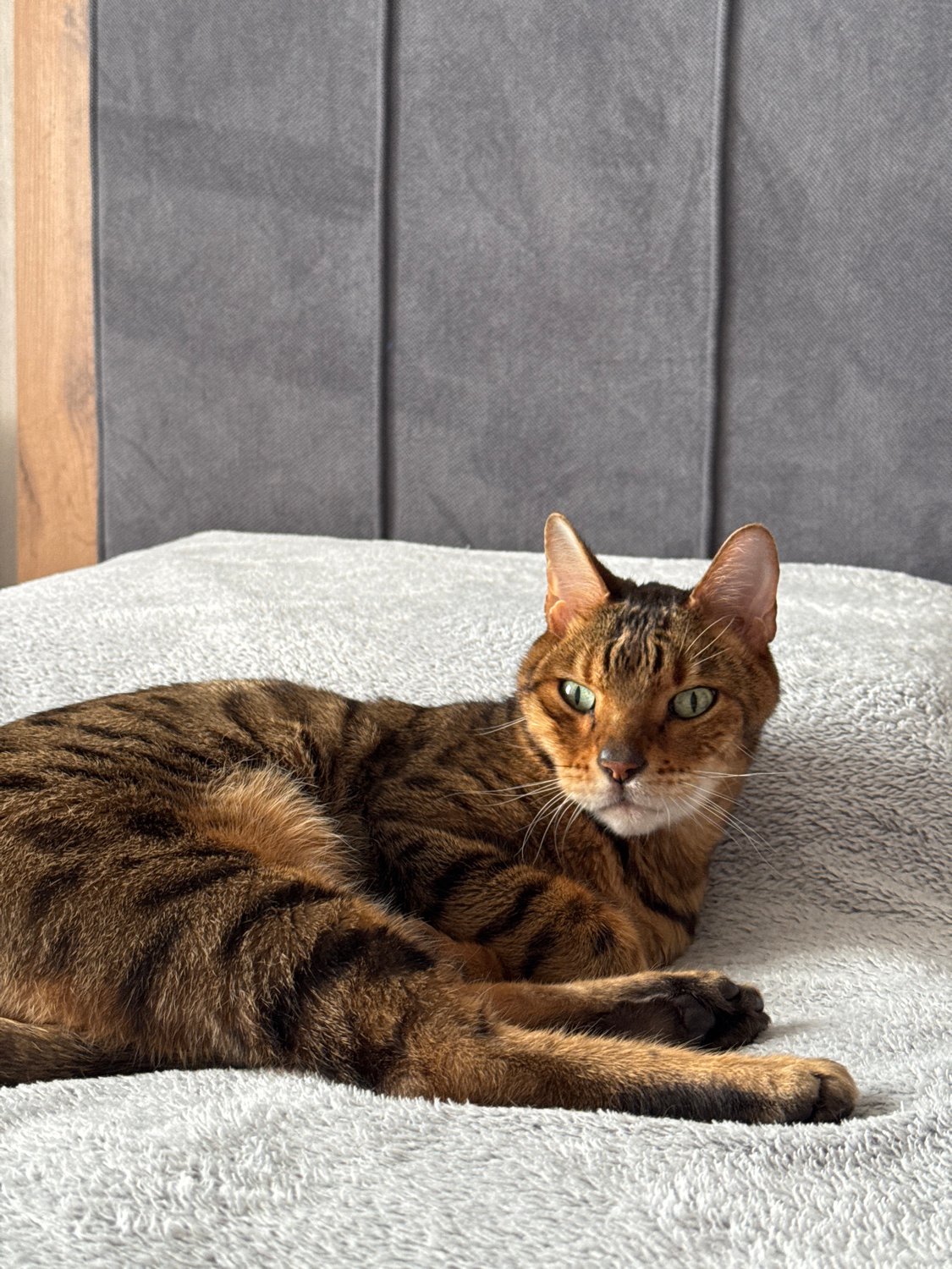 Bengal cat photographed sleeping on grey blanket indoors