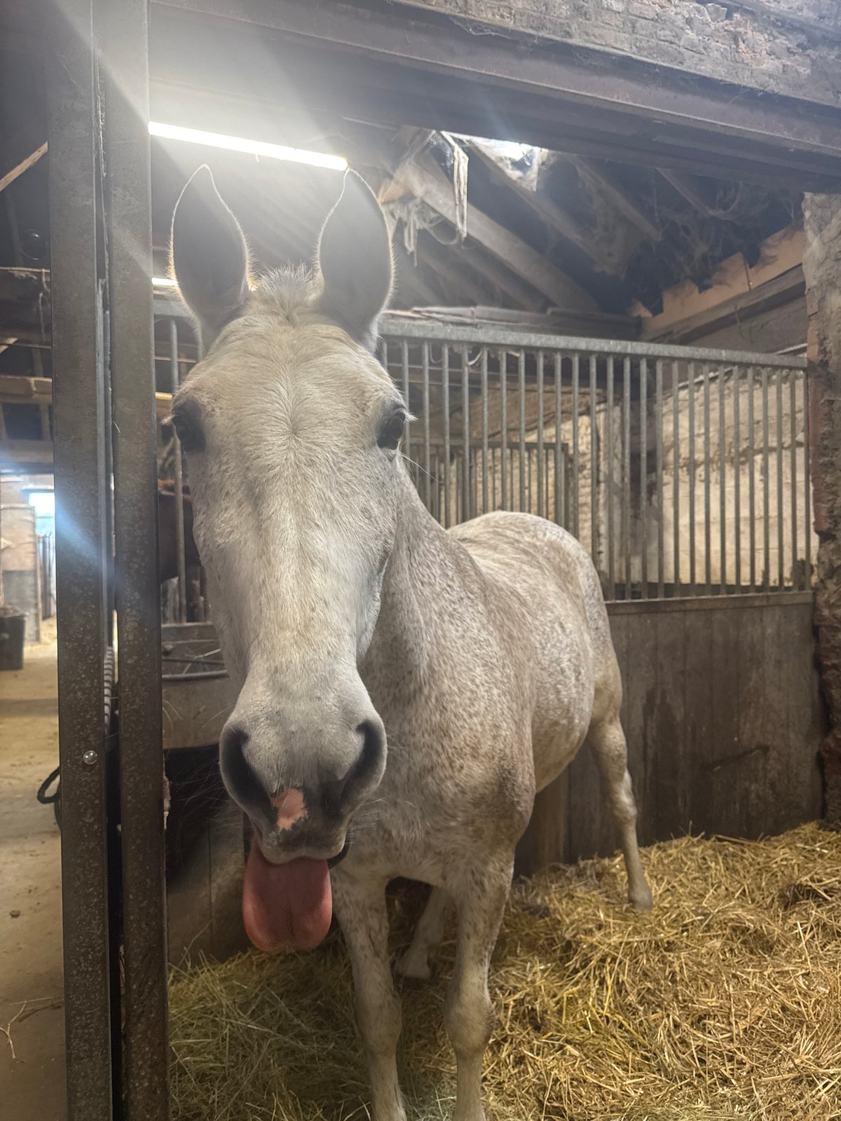 Horses including Sultan observed in stable stalls in Estaimpuis
