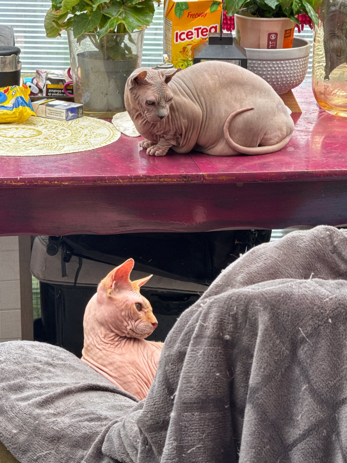 Multi-cat household captured in sunroom with various breeds