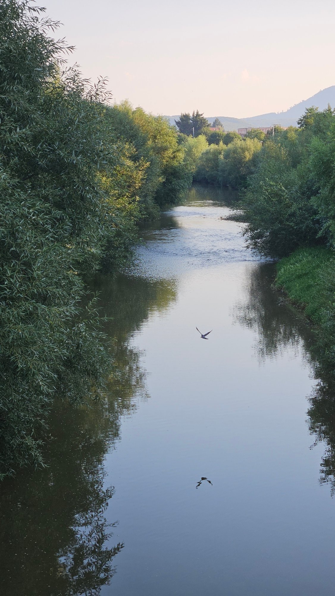 Grey heron and cyclists along Prešov's riverside on a summer morning