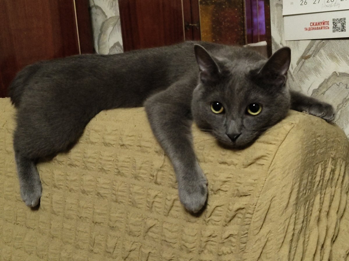 Cat naps on couch documented over 79-minute period