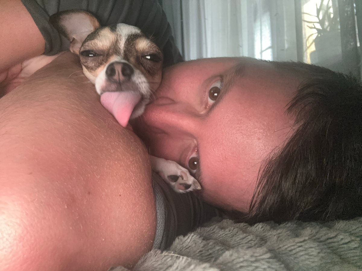 Morning cuddle session with Chihuahua captured in Mirny, Russia