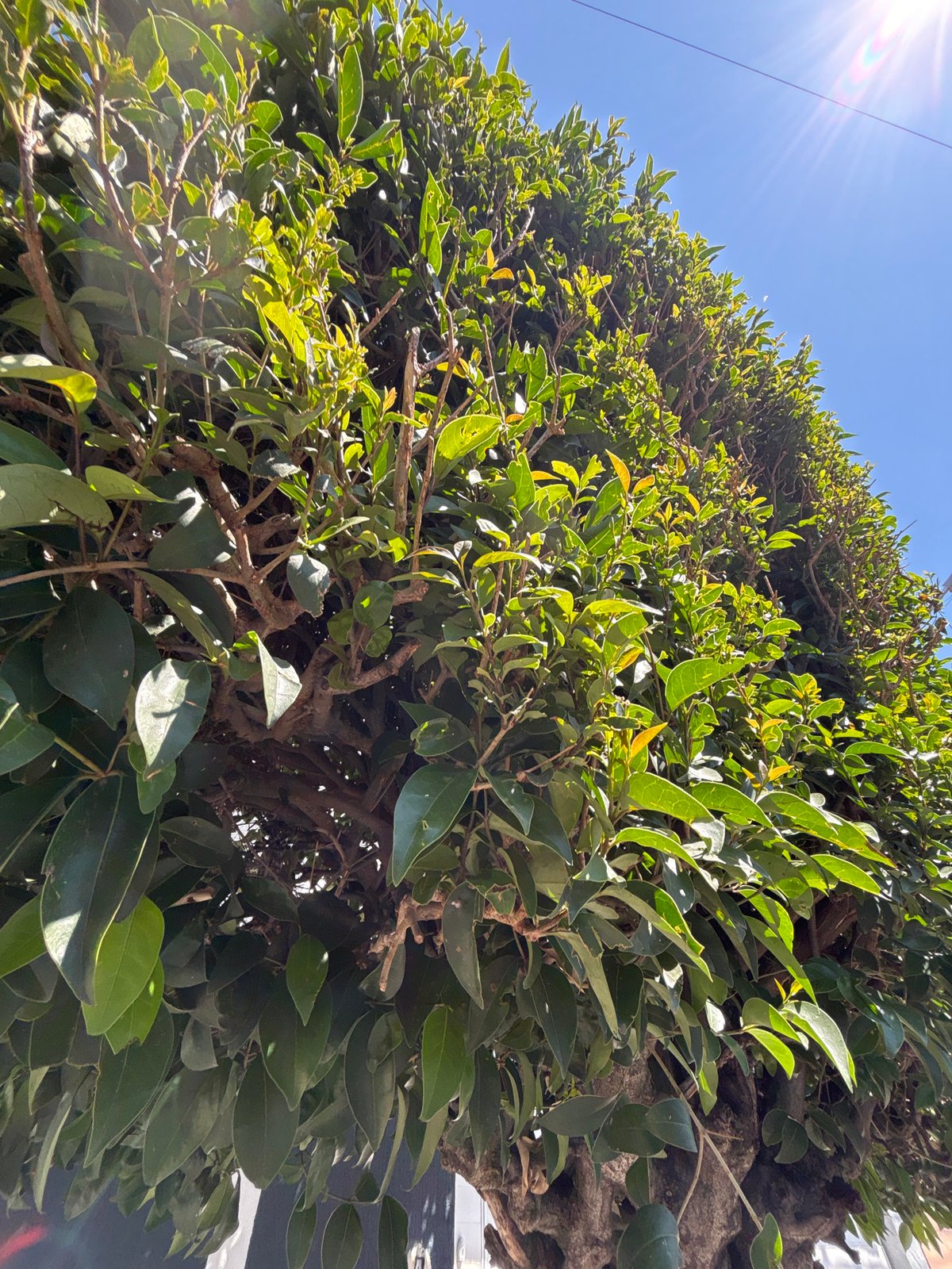 Everyday moments documented in Puebla: nature and retail scenes