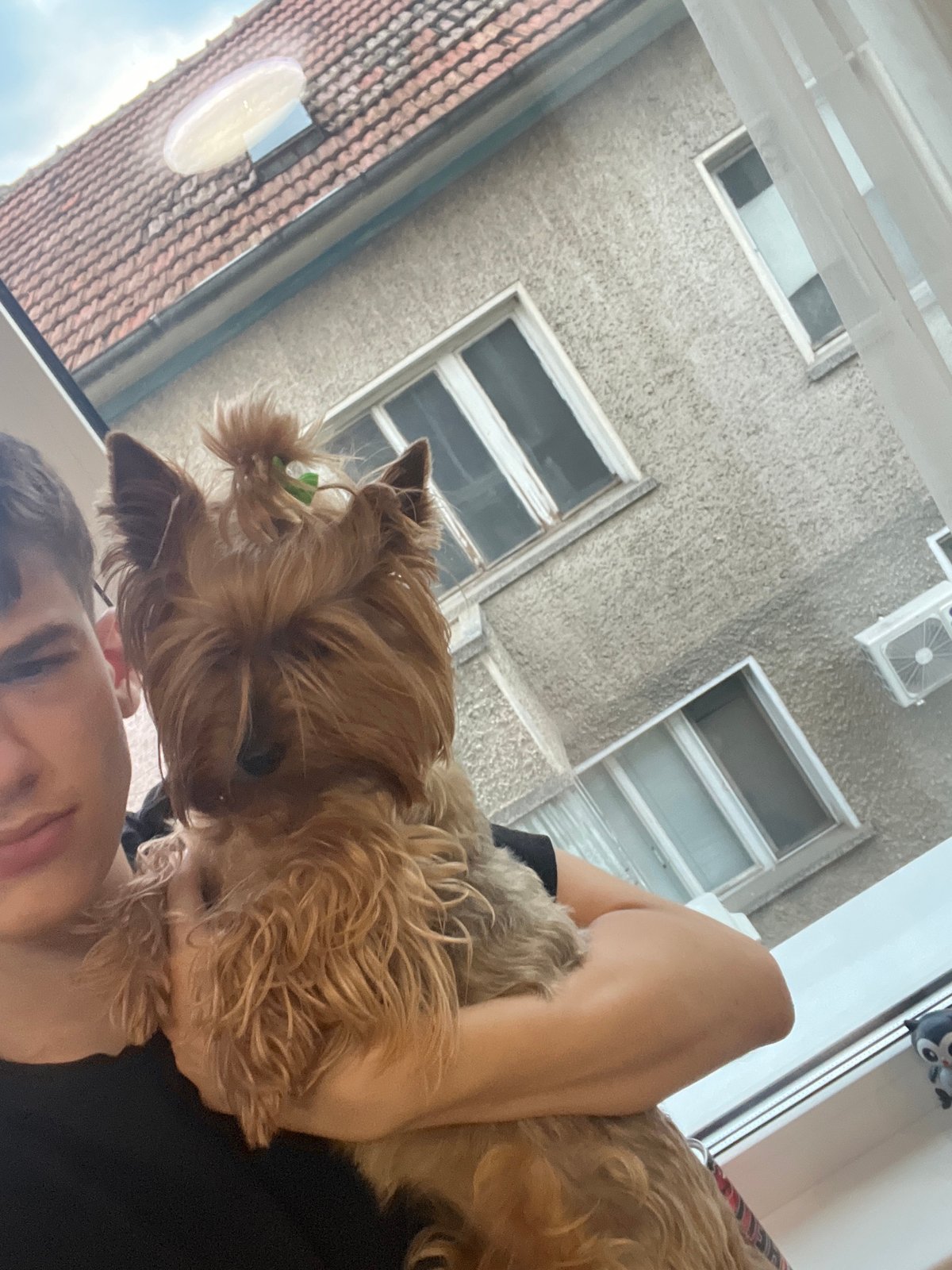Yorkshire Terrier captured in playful home moments in Bulgaria