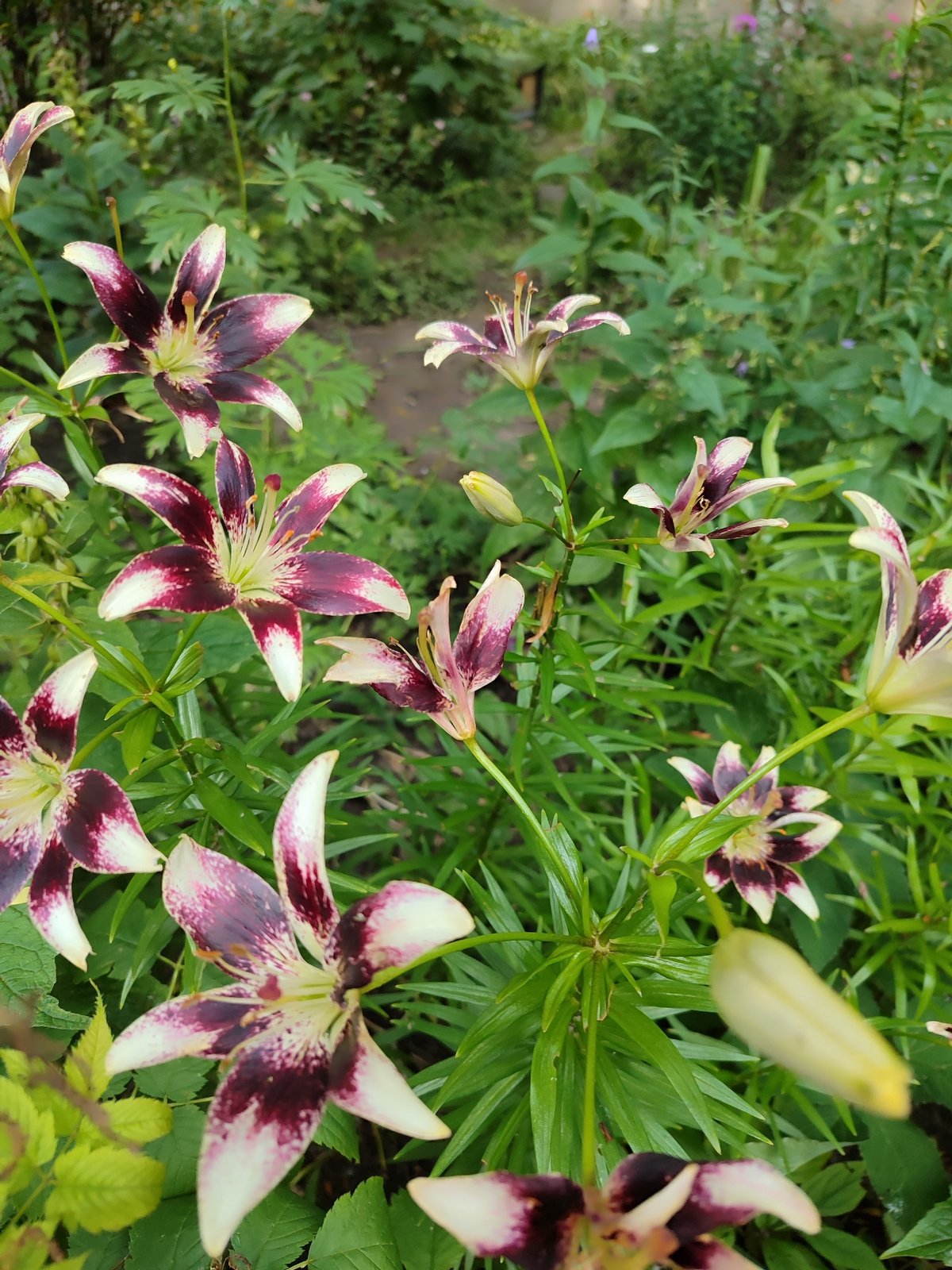 Summer garden in Saint Petersburg, flower by flower