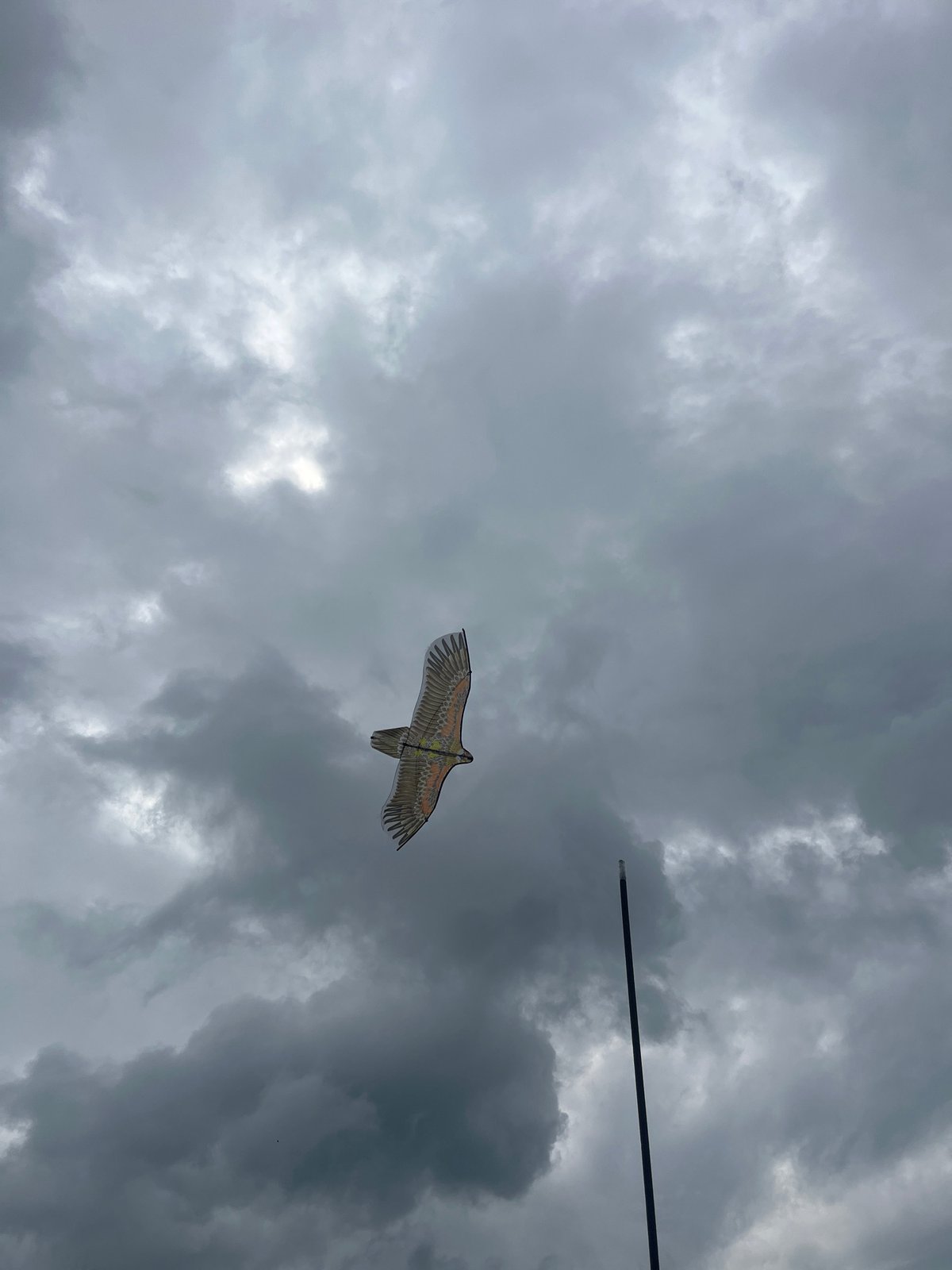 Chickens, garden blooms, and a kite on a Russian summer morning