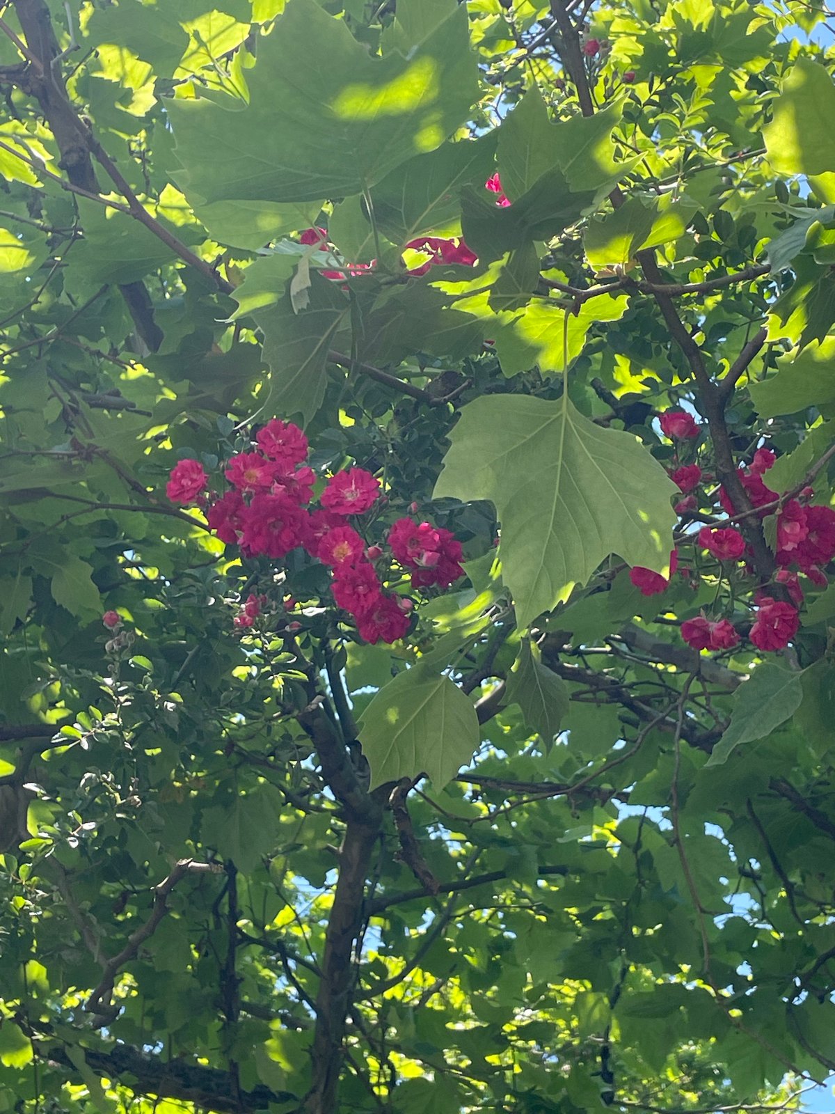 Spring morning scenes documented across parks and streets in Sochi