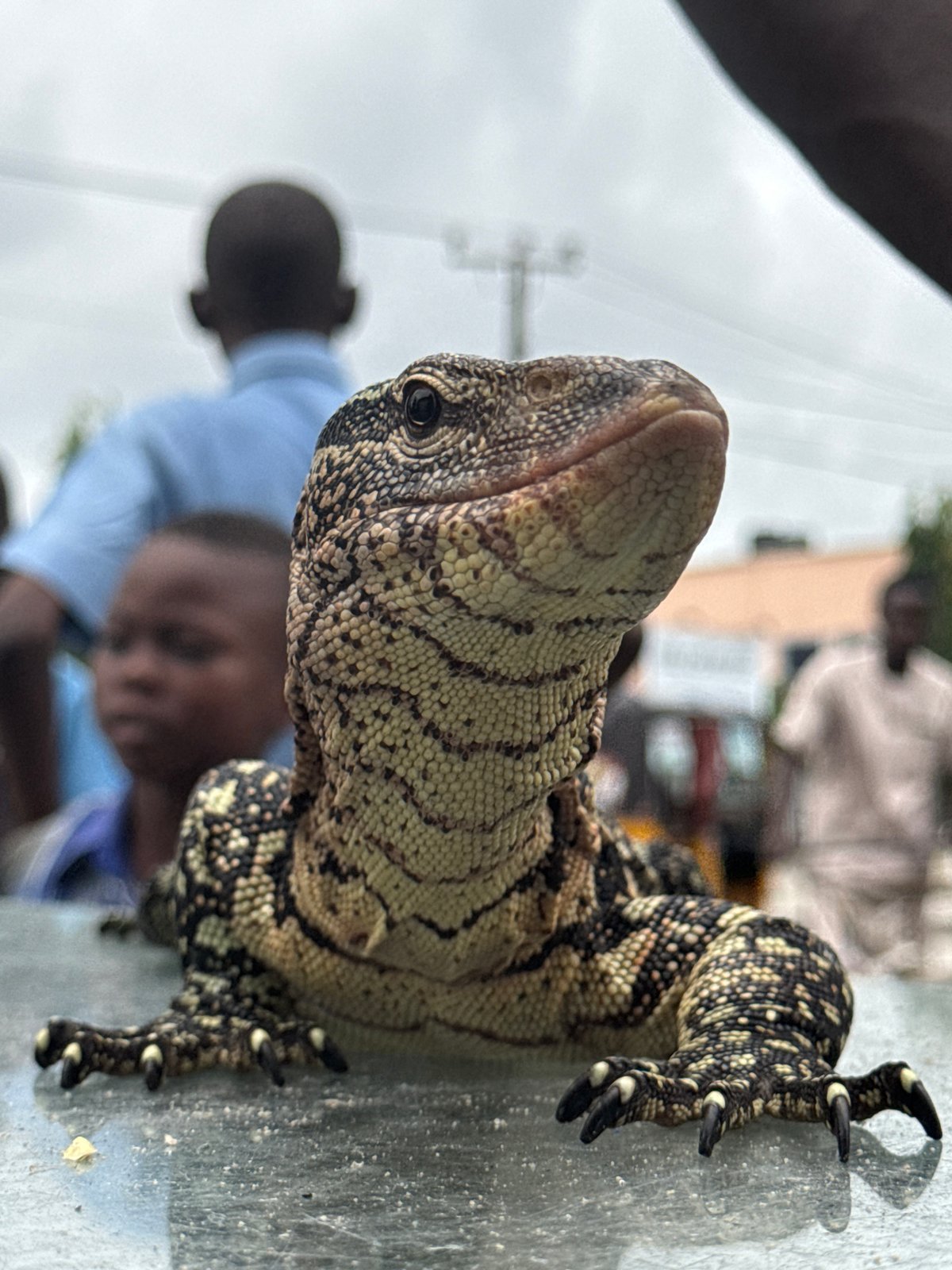 Monitor lizard and street commerce at a roadside spot in Ado