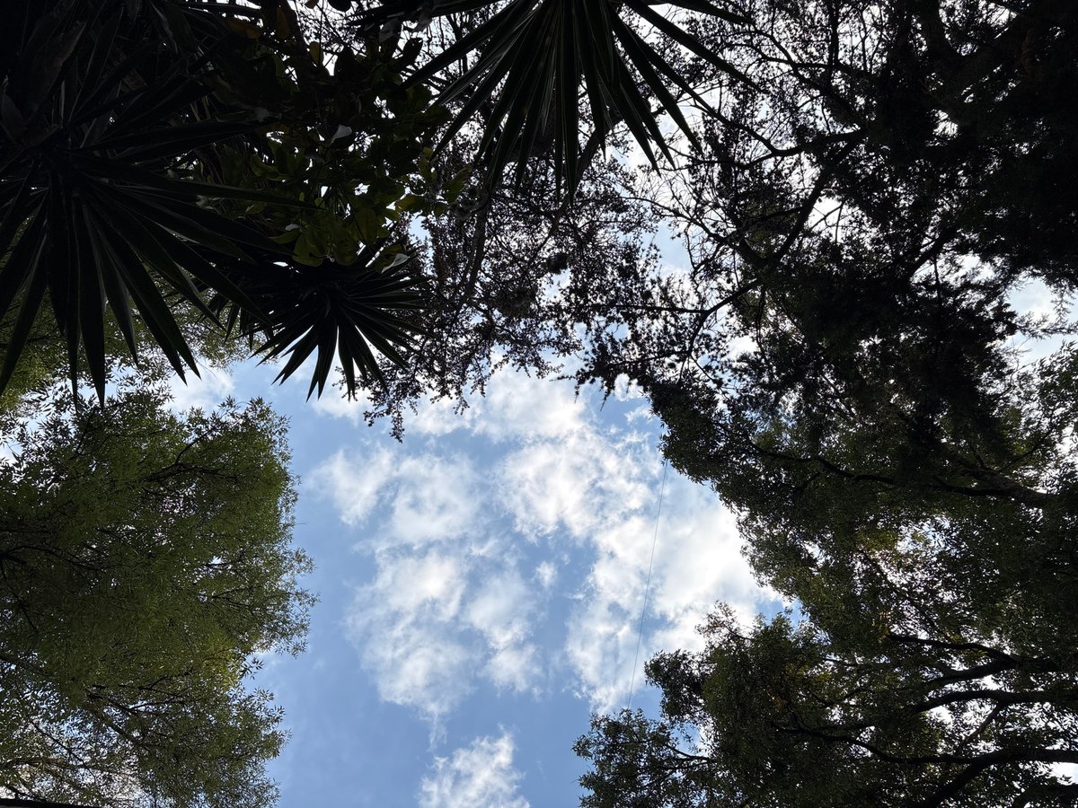 Mexico City resident documents mixed tree canopy against cloudy sky