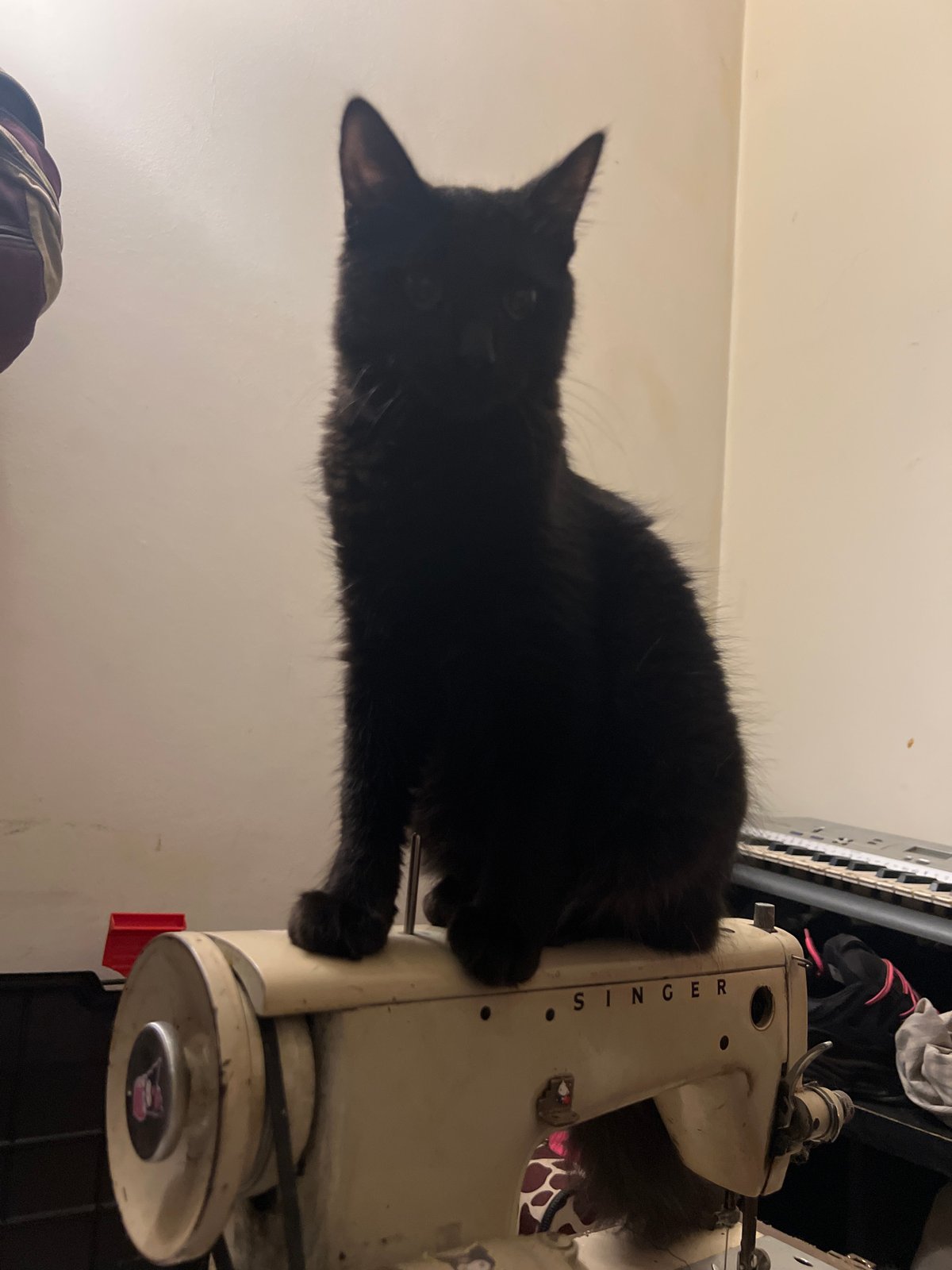 Black cat perches on vintage sewing machine in Buenos Aires