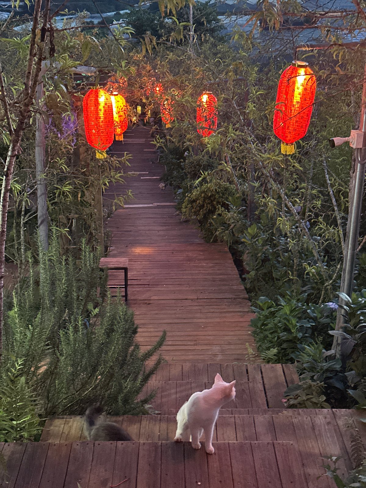 Red lanterns glow along a garden path at dusk in Lộc Quý