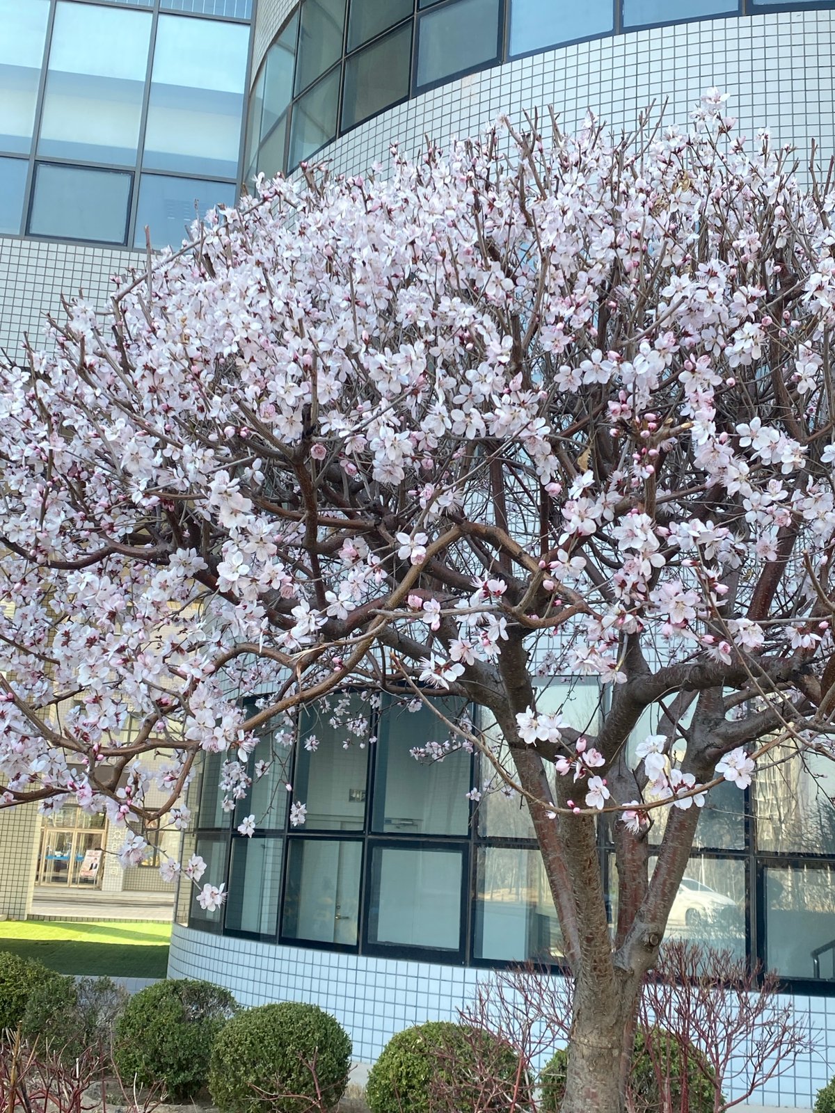 Spring morning scenes captured across northeastern China