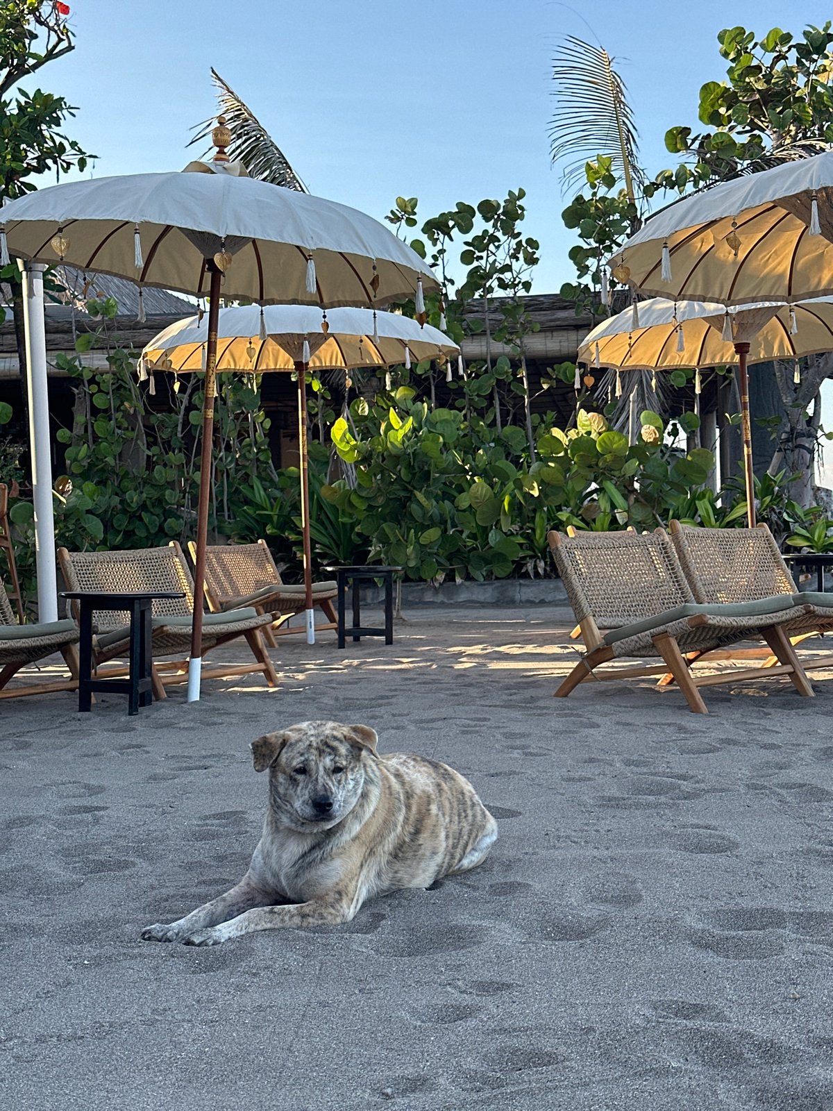 Dogs, beach chairs, and a pink scooter on North Kuta's shore