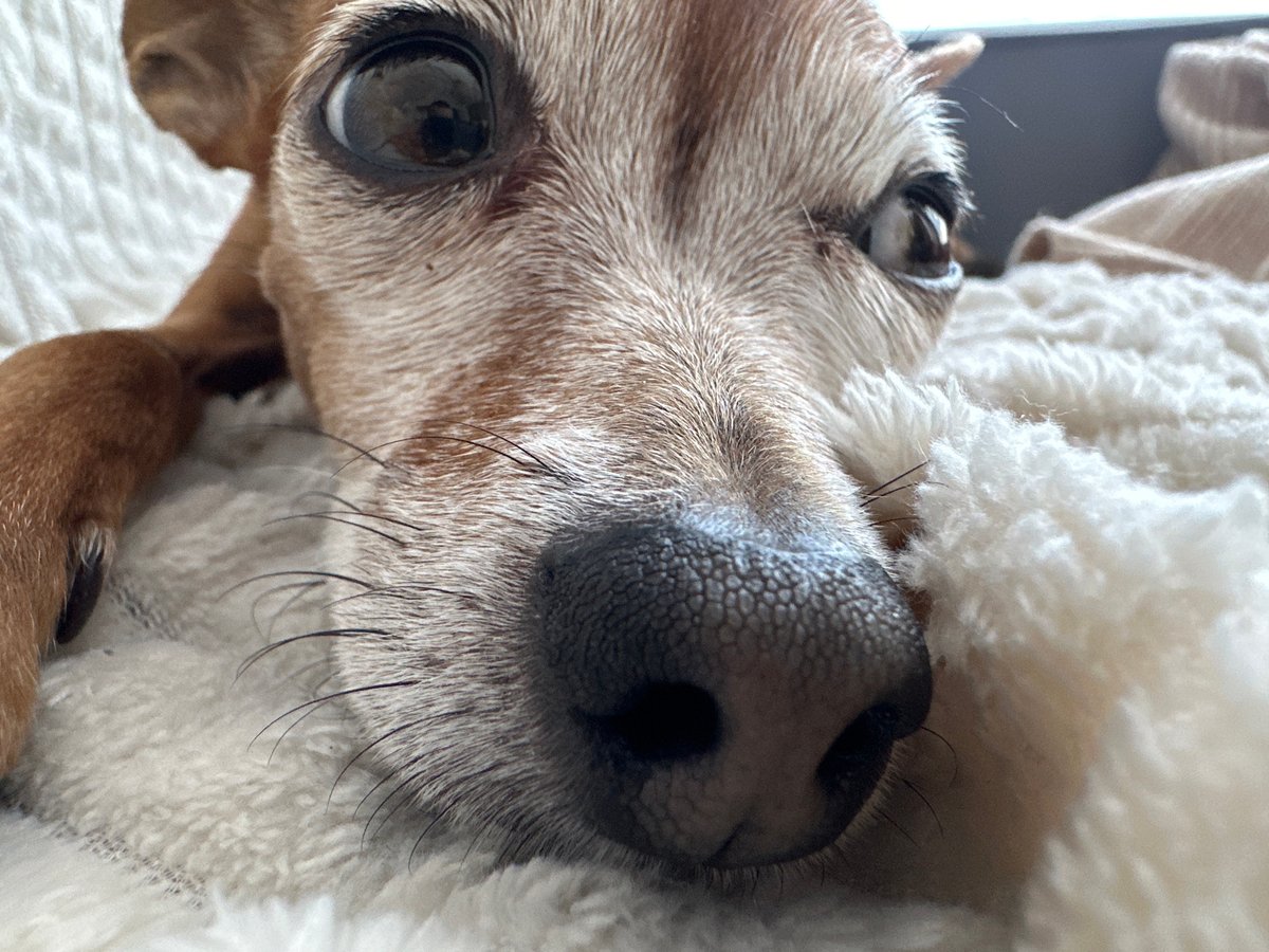 Dog naps and window-watches through a quiet Sunday morning