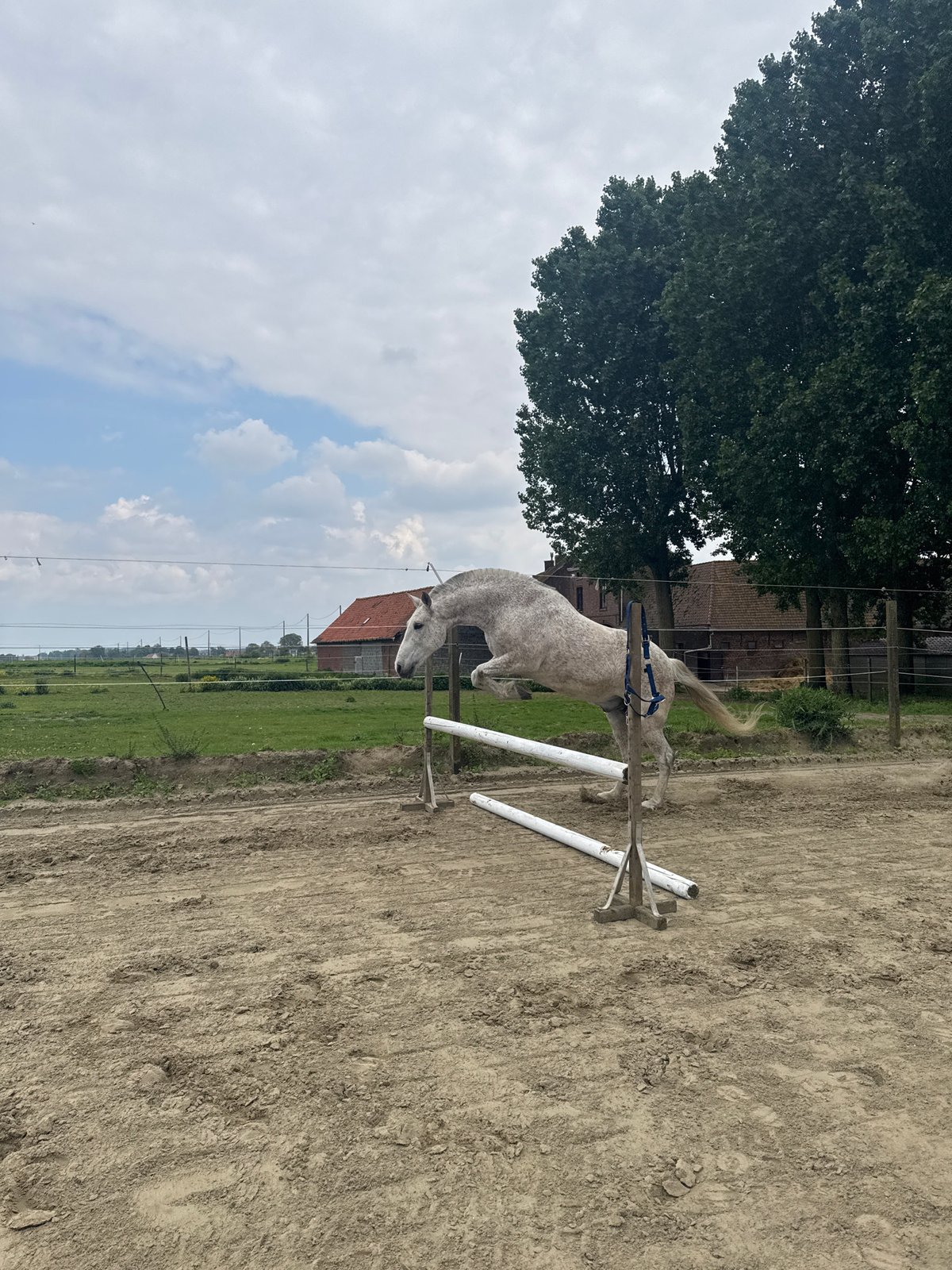 Horse jumping practice session captured in Belgian equestrian arena