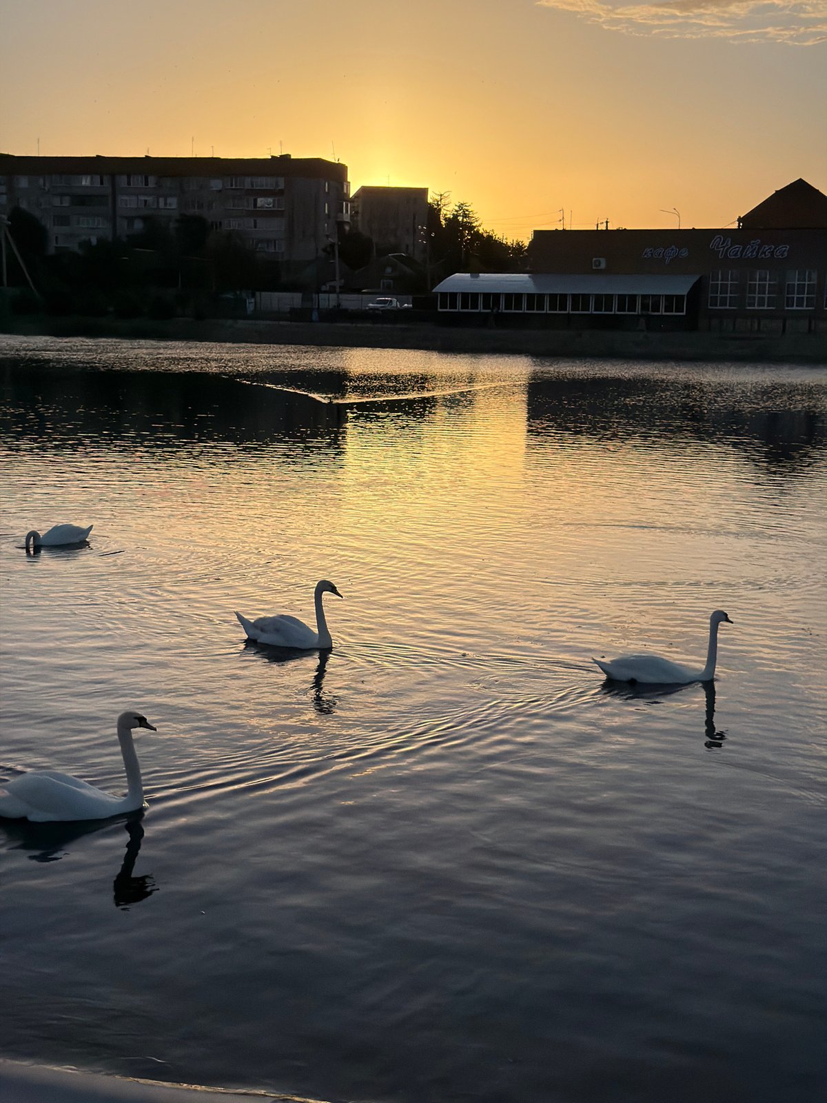 Swans gather at sunset lake in Russia's Leningrad region