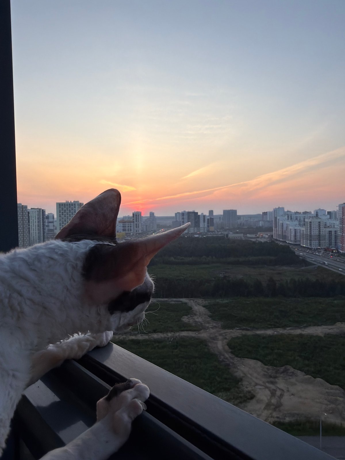 Cats on a Yekaterinburg balcony watch a vivid summer sunset