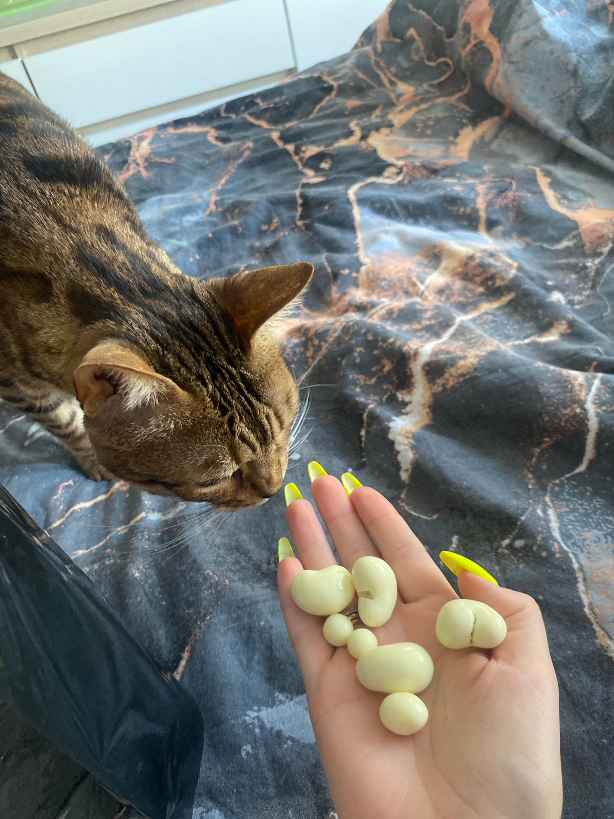 Early morning pet interactions and domestic moments in Chaikovsky