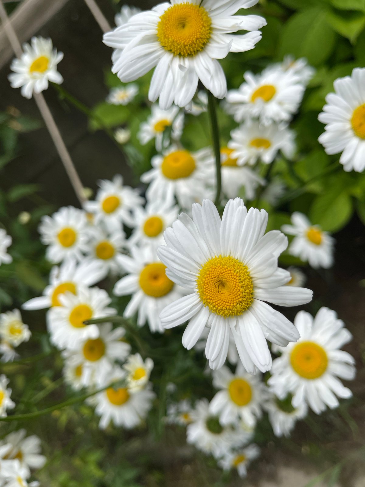 Morning observations capture flowers, artwork, and wildlife in Sofia