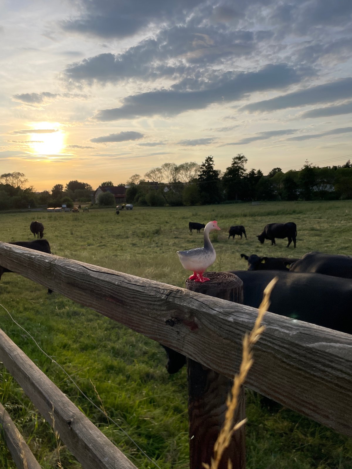 Summer evening in rural Hesse, cattle, roads, and small details