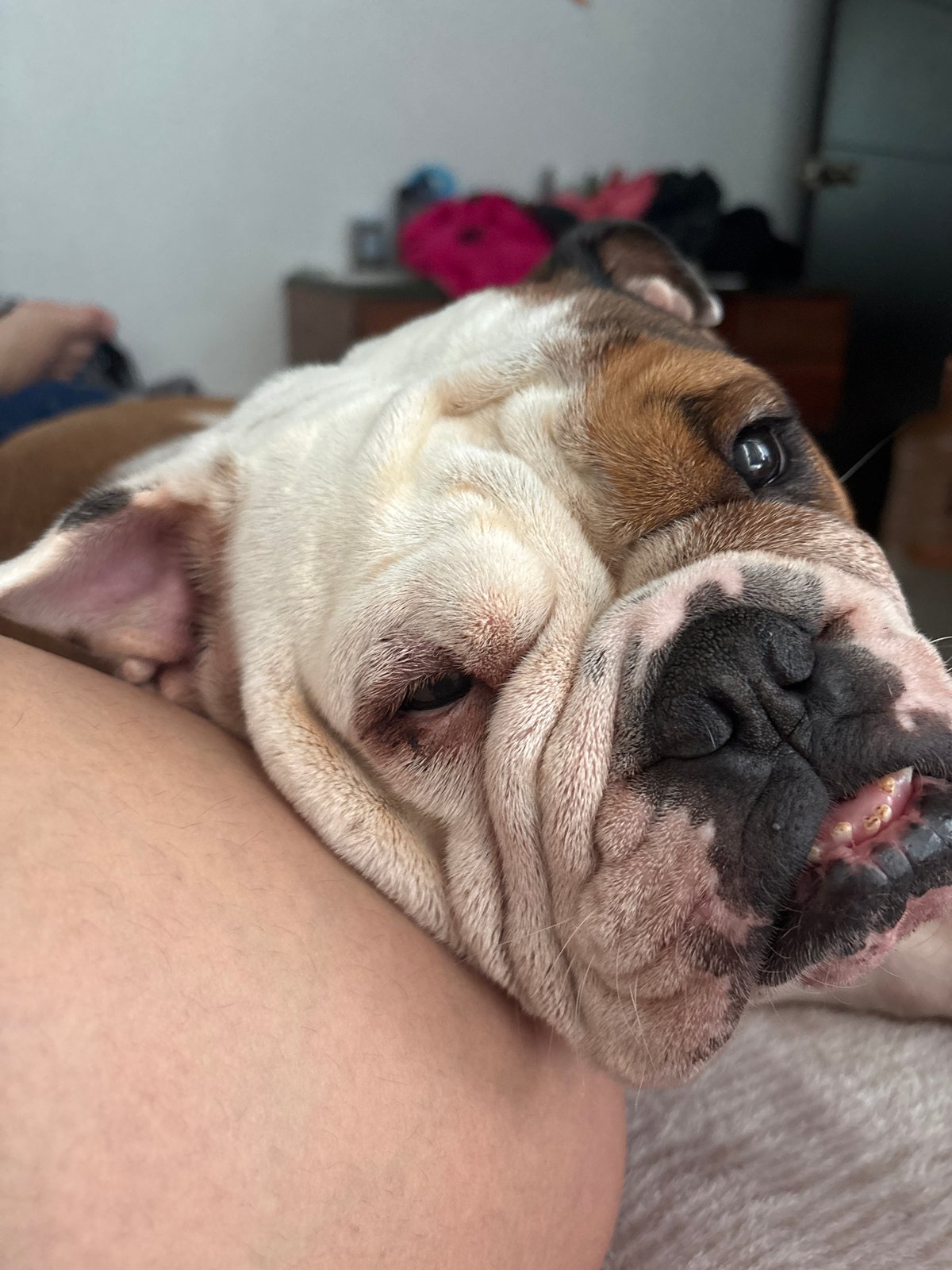 English Bulldog rests on owner's leg in Mexico City