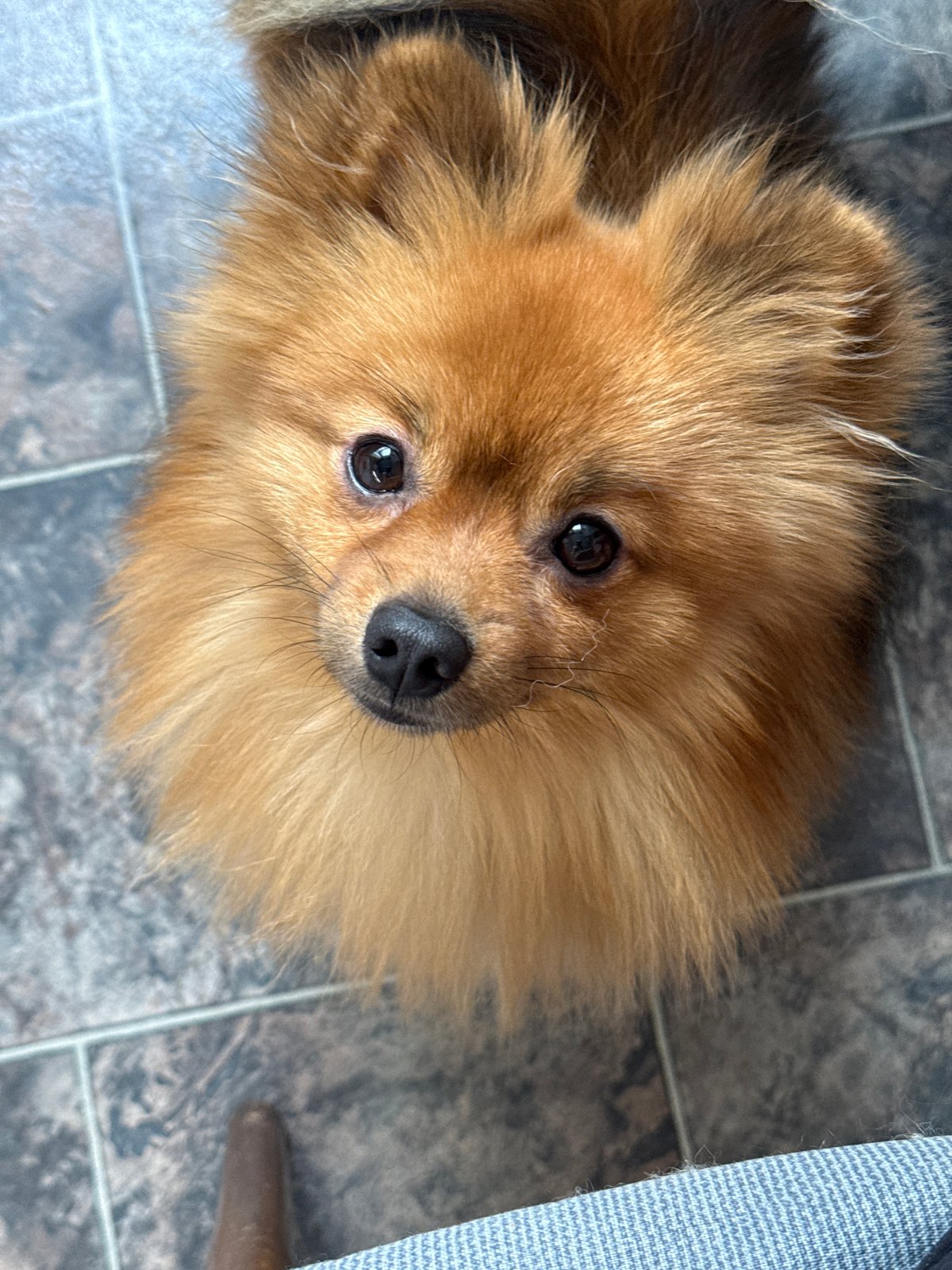 Coffee and a Pomeranian: a quiet morning in Khimki