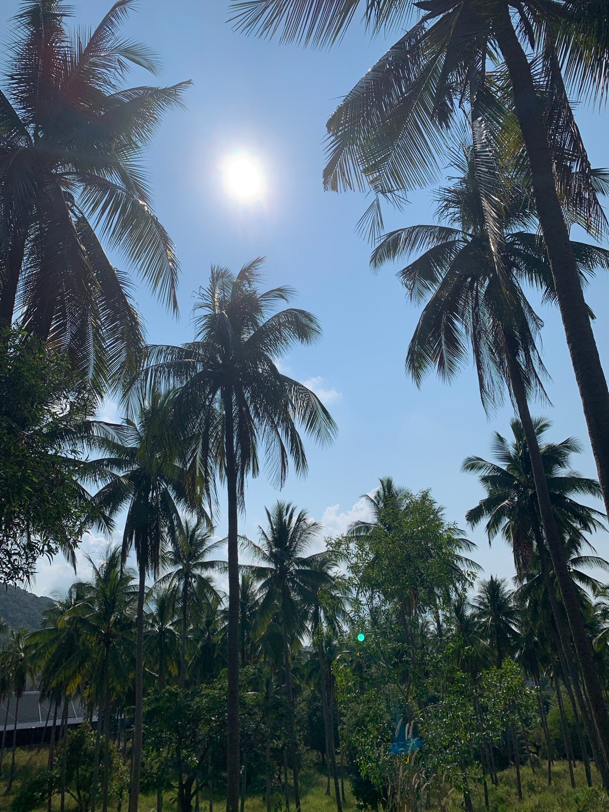 Morning sky viewed through palm trees in Thailand