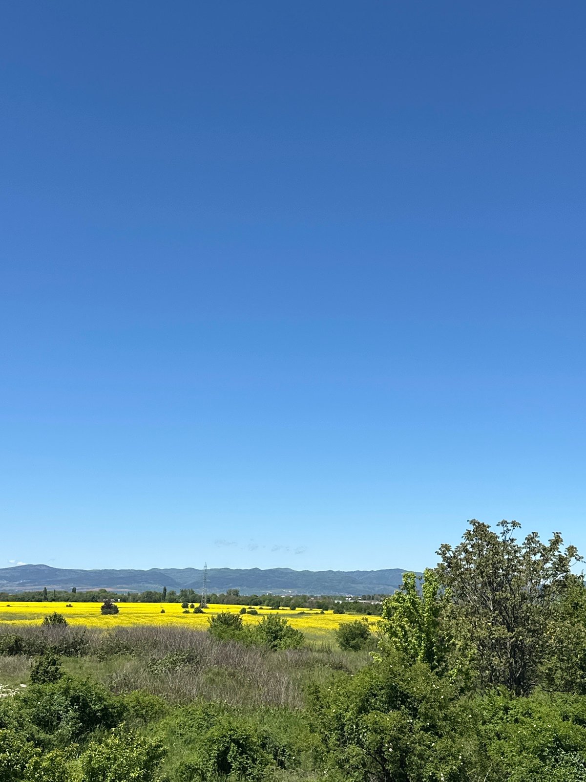 Rural rapeseed field captured near Sofia under clear skies