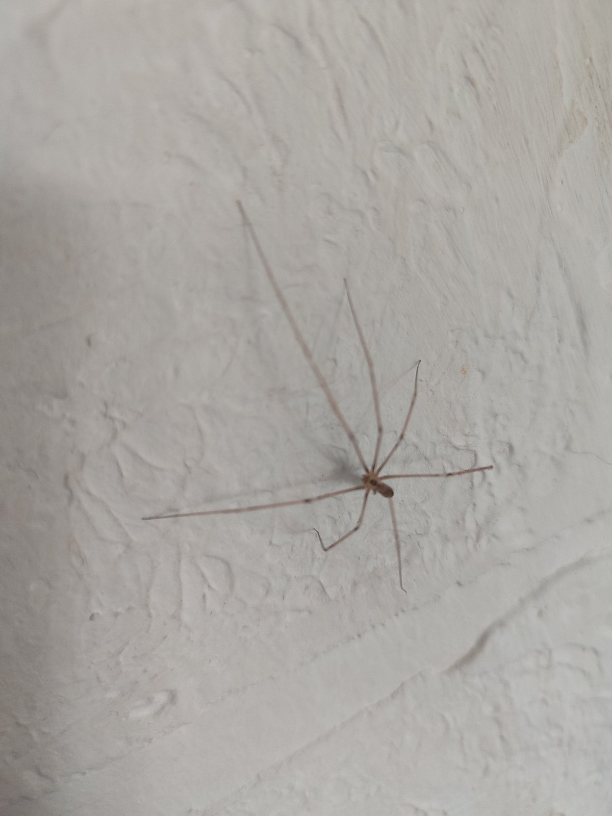 Cellar spiders on a white wall in Novosamarka, Ukraine
